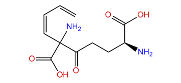gamma-L-Glutamyl-L-2-amino-(Z)-3,5-hexadienoic acid